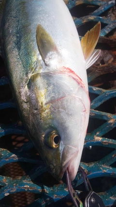 イナダの釣果