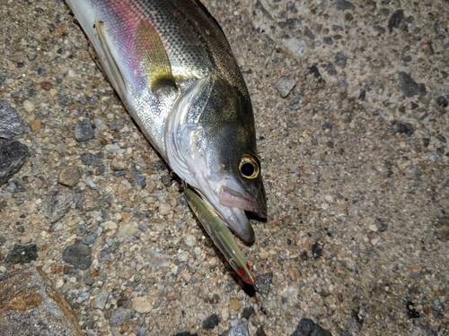 セイゴ（マルスズキ）の釣果