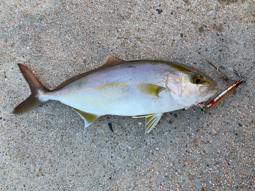 ネリゴの釣果