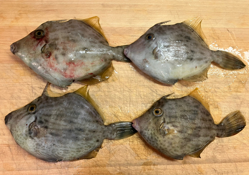 カワハギの釣果