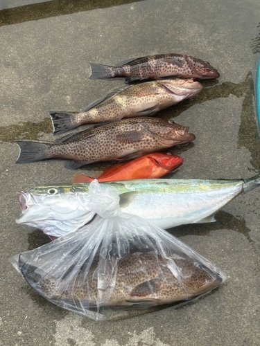 オオモンハタの釣果