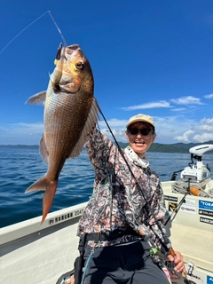 マダイの釣果