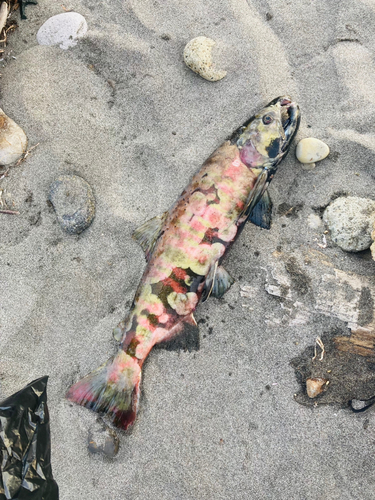 サクラマスの釣果