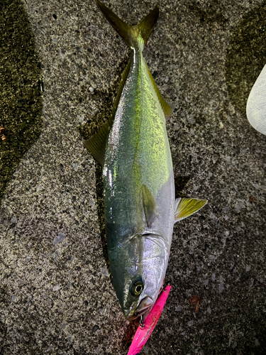 イナダの釣果