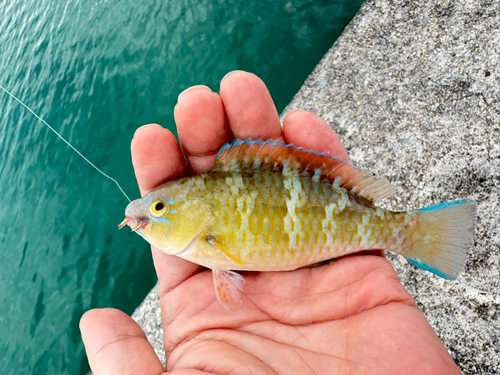 ヒブダイの釣果