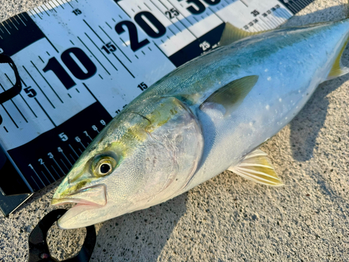 イナダの釣果