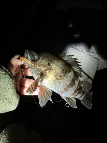 メバルの釣果