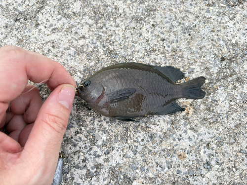 ナミスズメダイの釣果