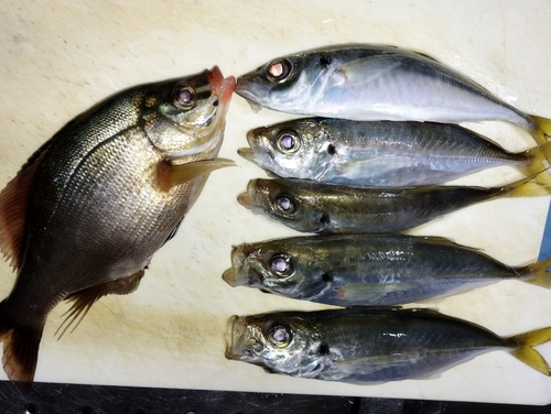 アジの釣果