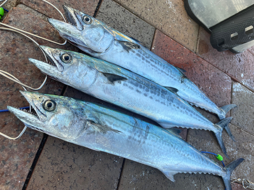 サゴシの釣果