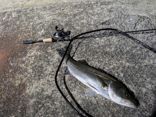 マアジの釣果