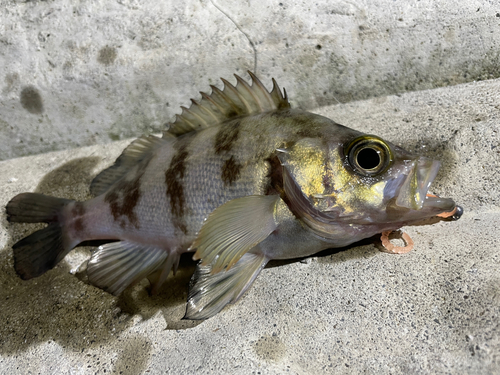 メバルの釣果