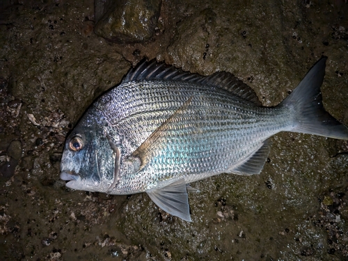 ヘダイの釣果