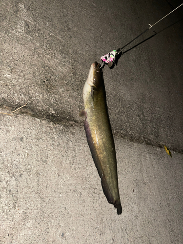 マナマズの釣果