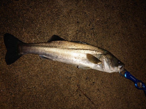 スズキの釣果