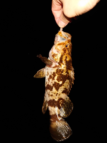 タケノコメバルの釣果