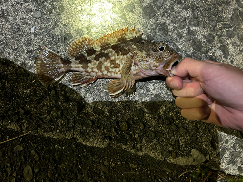 カサゴの釣果