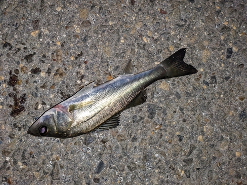 セイゴ（マルスズキ）の釣果