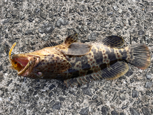 チャイロマルハタの釣果