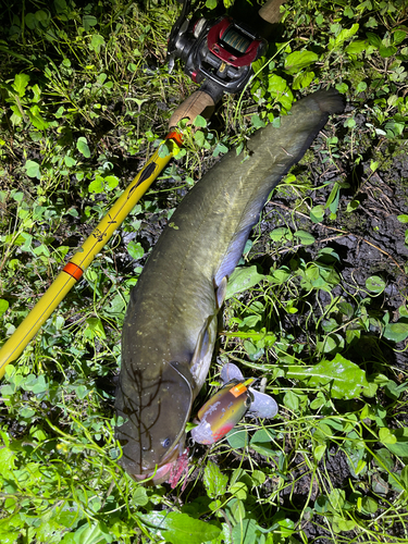 ナマズの釣果