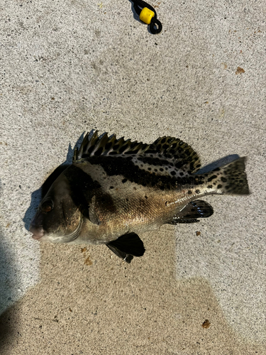 コショウダイの釣果