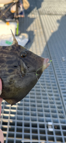 カワハギの釣果