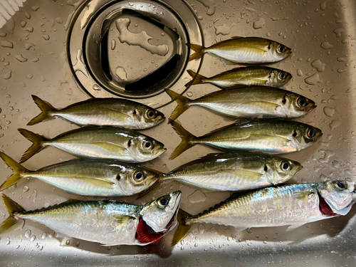 アジの釣果