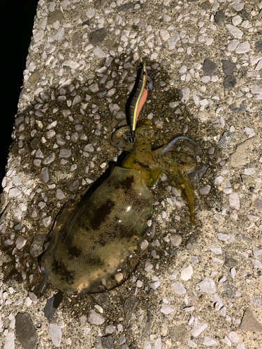 幸ノ浦漁港