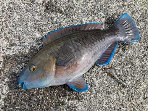 アオブダイの釣果