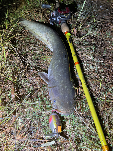 ナマズの釣果