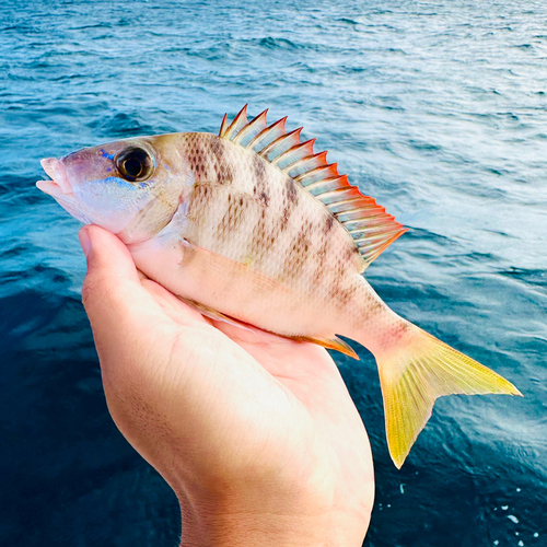 フエフキダイの釣果