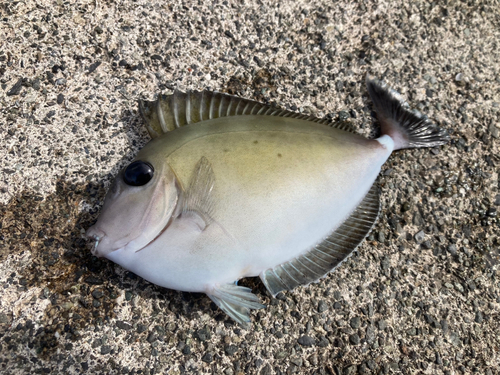 ニザダイの釣果