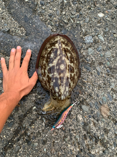 コウイカの釣果