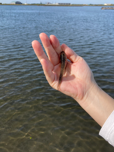 ハゼの釣果