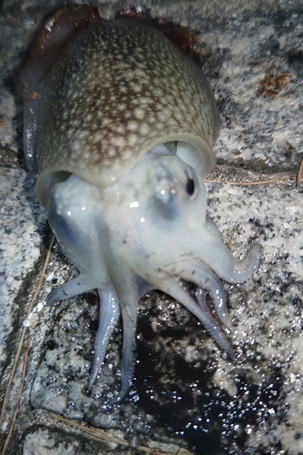 シリヤケイカの釣果