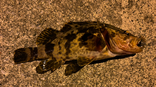 ベッコウゾイの釣果