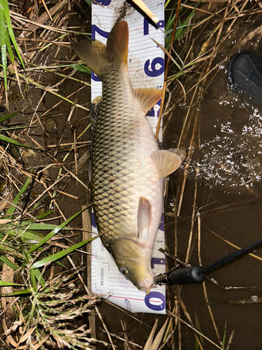 コイの釣果