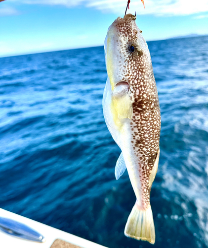 ショウサイフグの釣果