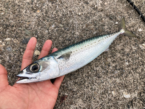 ゴマサバの釣果