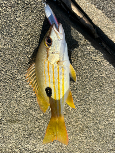 ヤマトビーの釣果