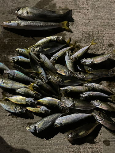 アジの釣果