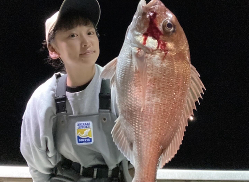 マダイの釣果