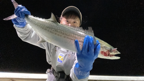 サワラの釣果