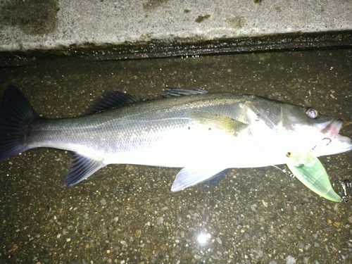 シーバスの釣果