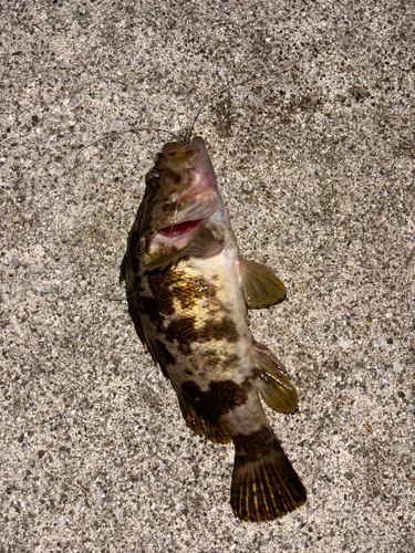 タケノコメバルの釣果