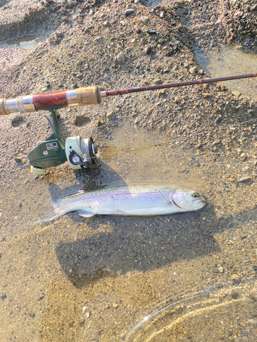 ニジマスの釣果