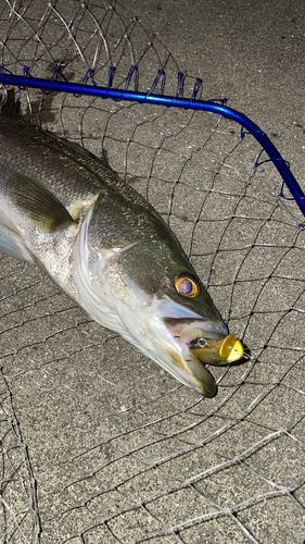 スズキの釣果