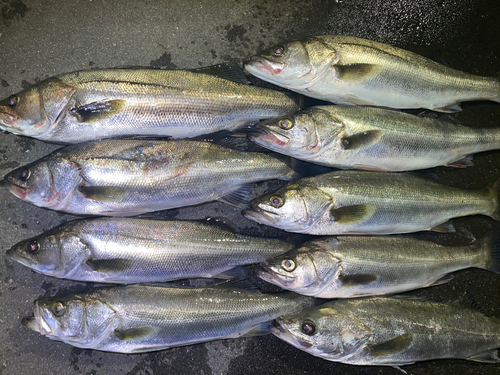 シーバスの釣果