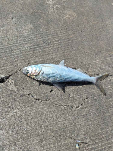 コノシロの釣果