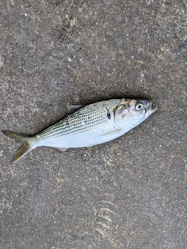 コノシロの釣果